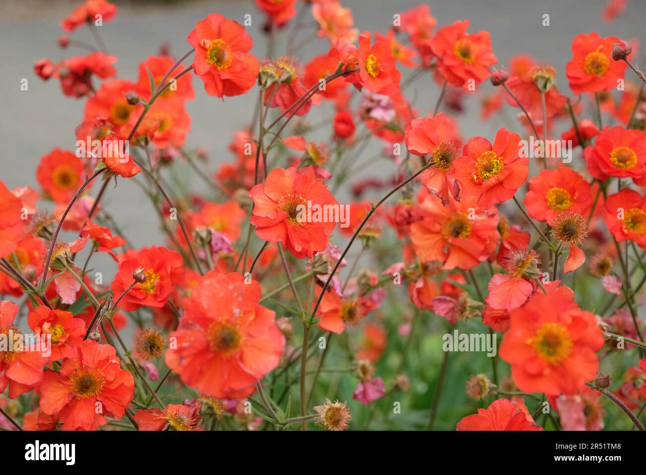 Rotes Geum „Scarlet Tempest“ in Blume. Stockfoto