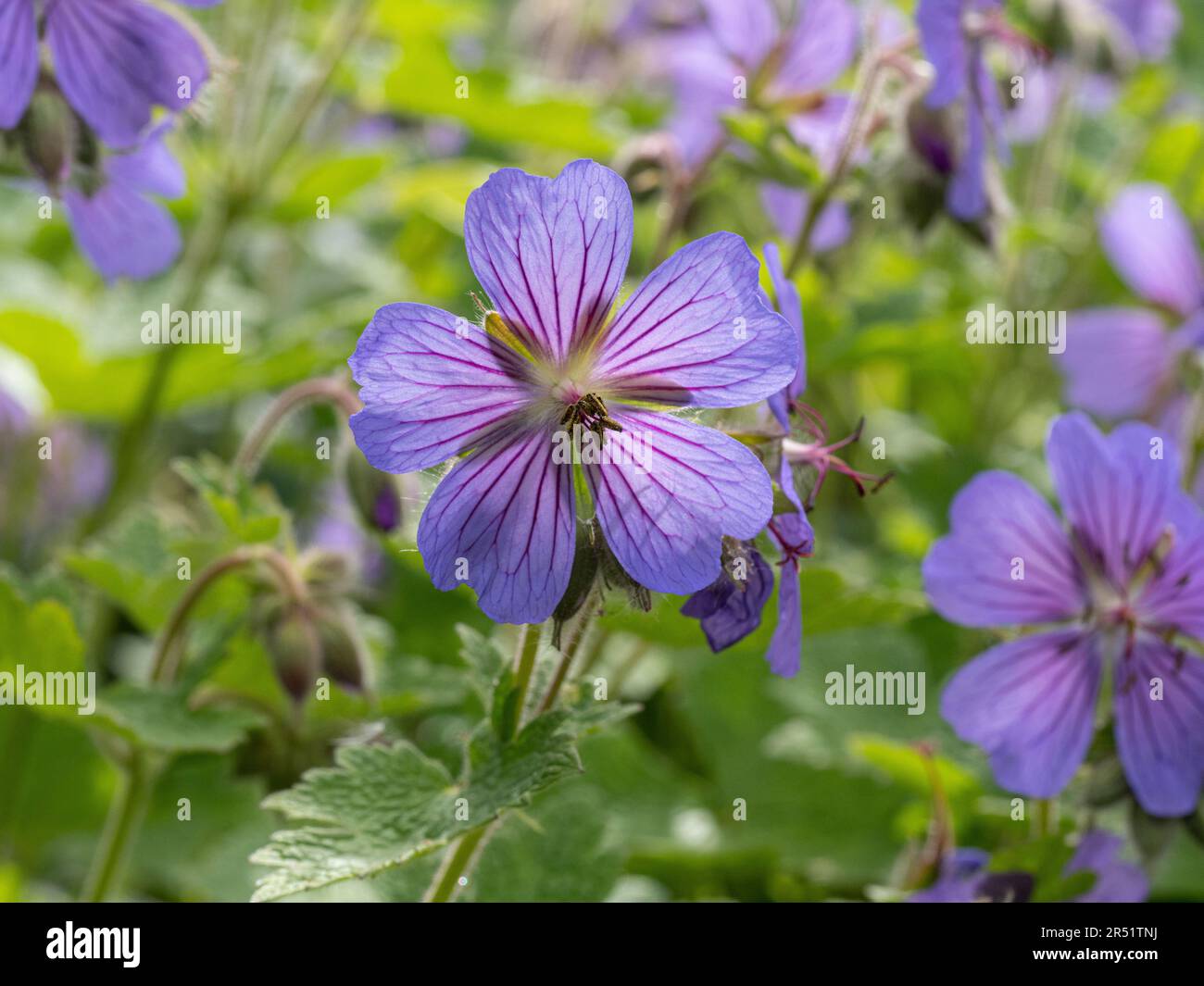 Die zarten blasslila Blüten von Geranium platypetalum, beleuchtet von wenig Sonnenschein Stockfoto