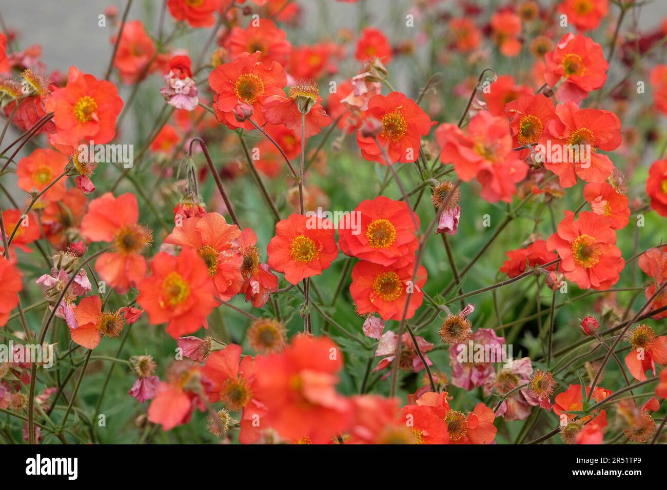 Rotes Geum „Scarlet Tempest“ in Blume. Stockfoto