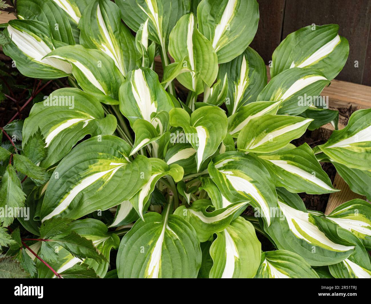 Eine gut angebaute Pflanze von Hosta undulata var. Unulata, die in einer hölzernen Terrassenbox wachsen Stockfoto
