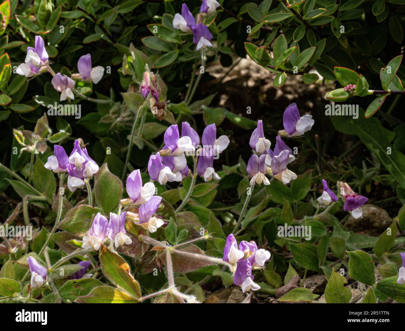 Die violetten und weißen Blüten der süßen Erbse Lathyrus laxiflorus Stockfoto