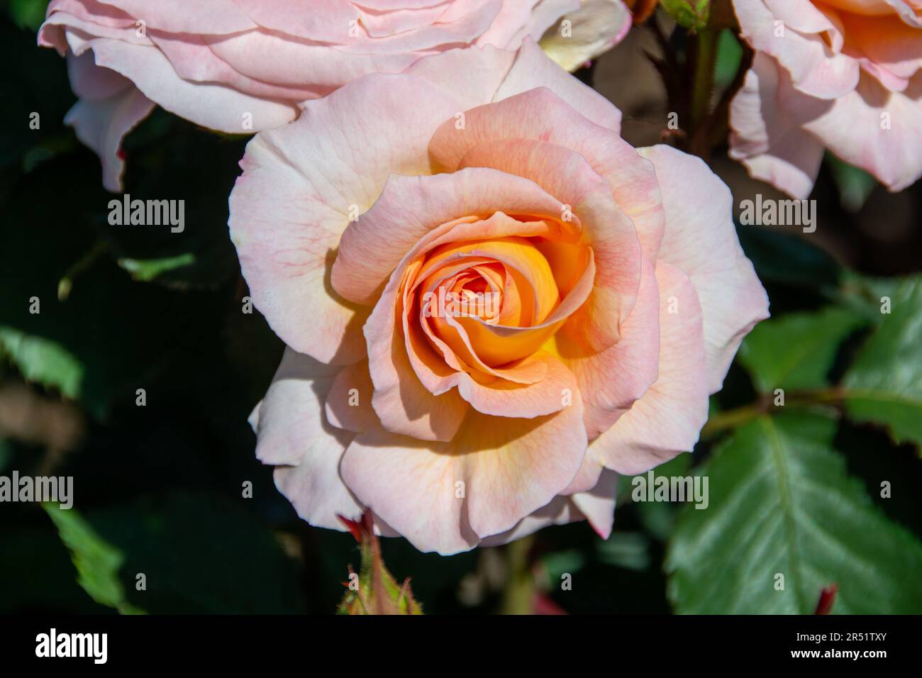 Pfirsichfarbene flirtende Rose an einem hellen Frühlingsmorgen. Stockfoto