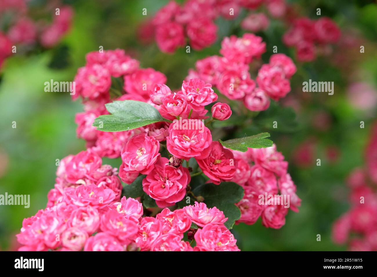 Englischer Weissdorn "PaulÕs Scharlach" in Blume. Stockfoto