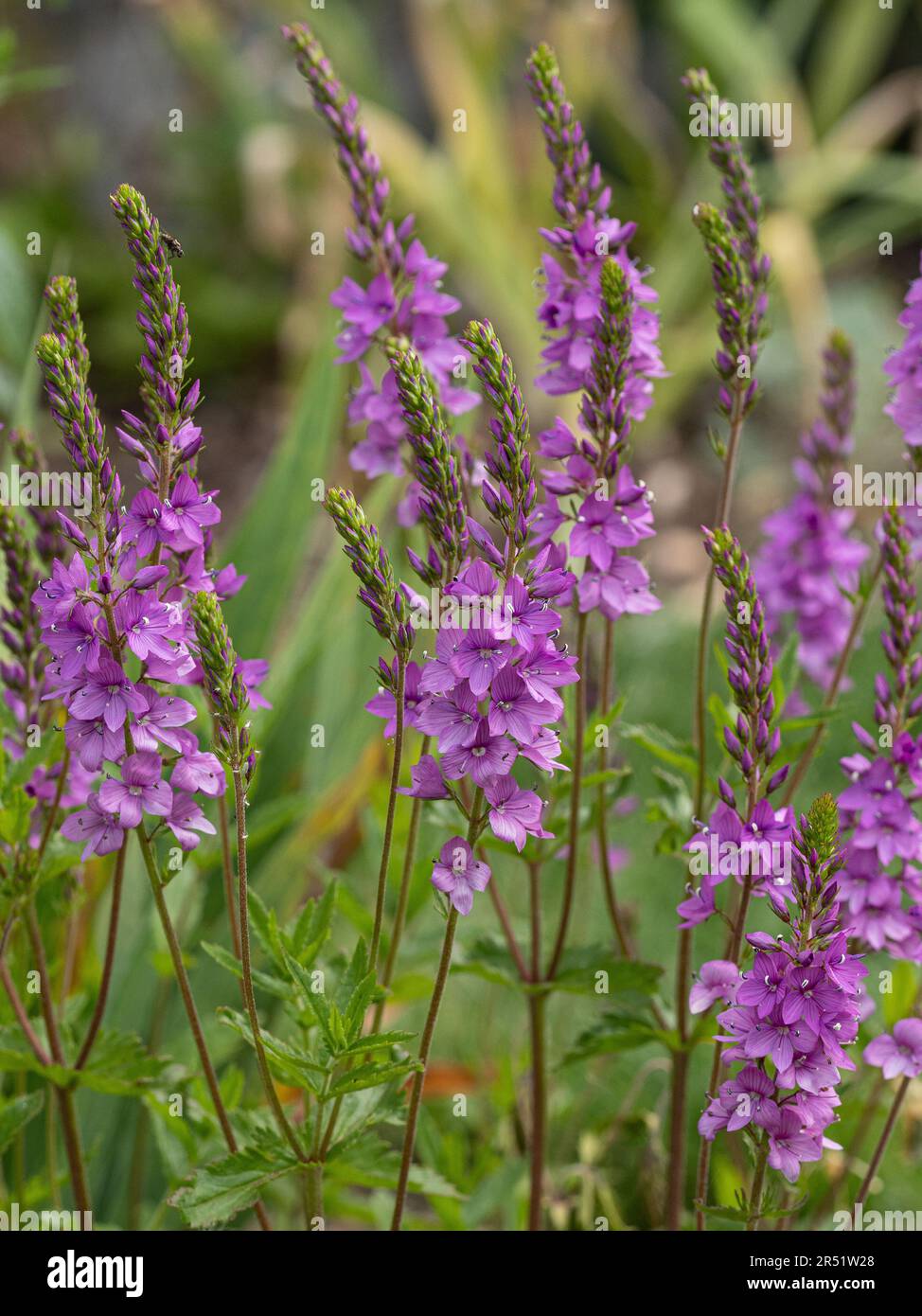 Die zarten, dunkelrosa Blumenspitzen von Veronica „Ellen Mae“ Stockfoto