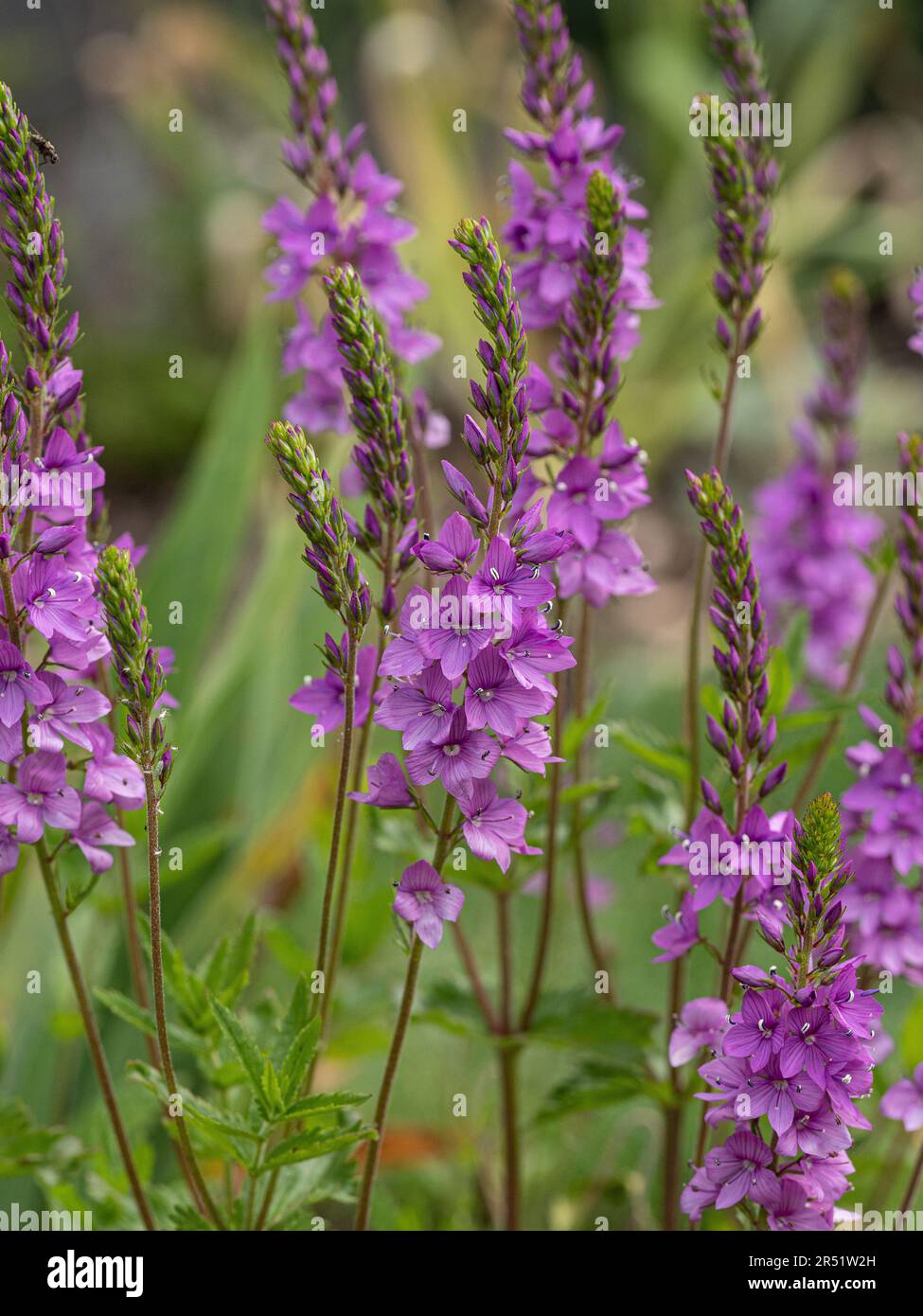 Die zarten, dunkelrosa Blumenspitzen von Veronica „Ellen Mae“ Stockfoto
