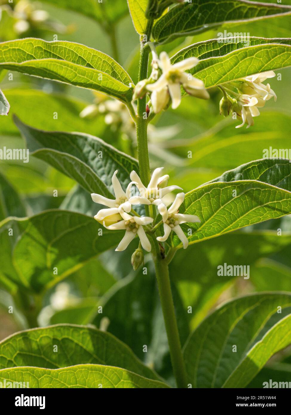 Nahaufnahme der kleinen cremigen Blüten von Vincetoxicum hirundinaria Stockfoto