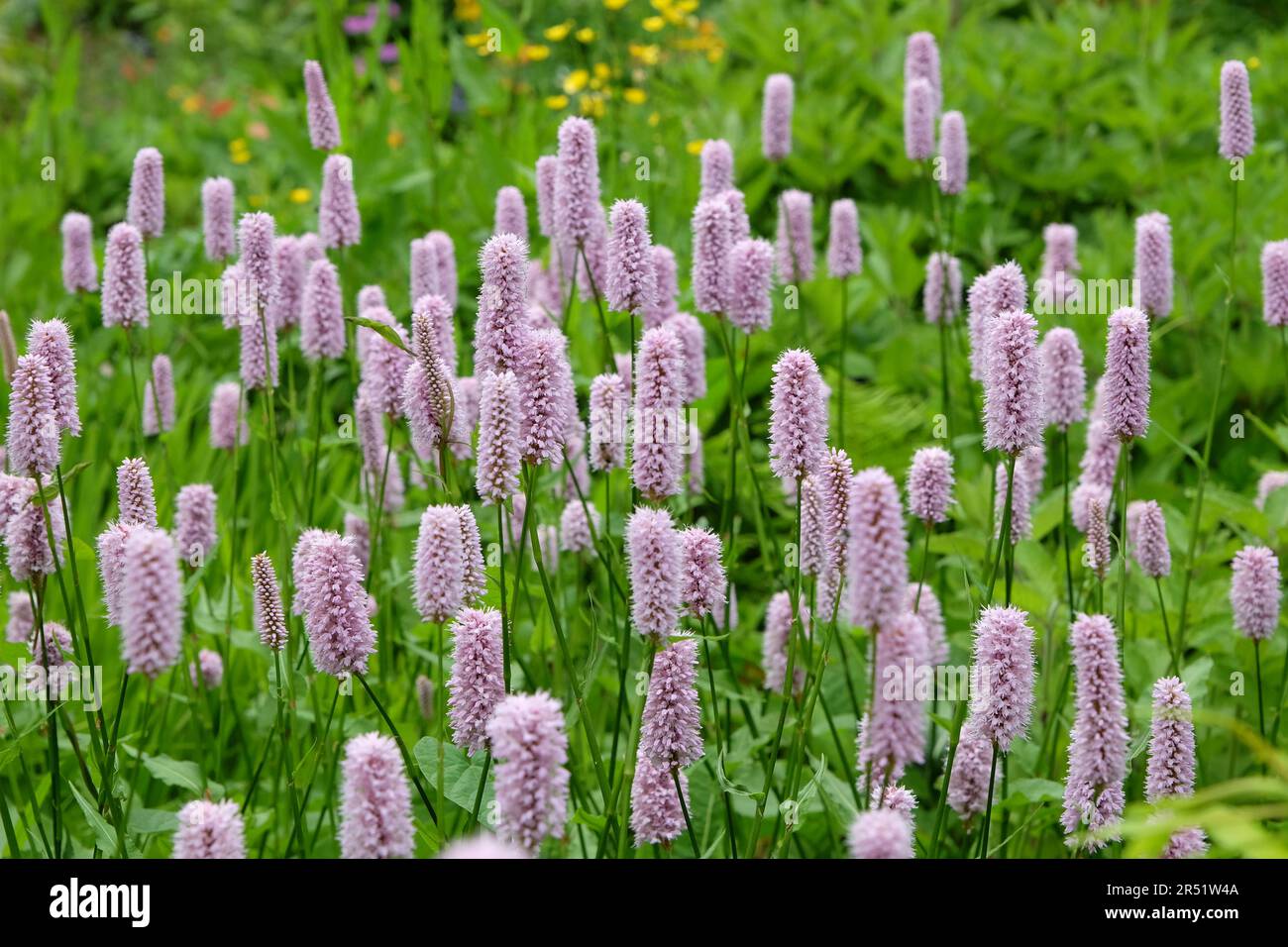 Blassrosa gewöhnliche Bistorte in Blume Stockfoto