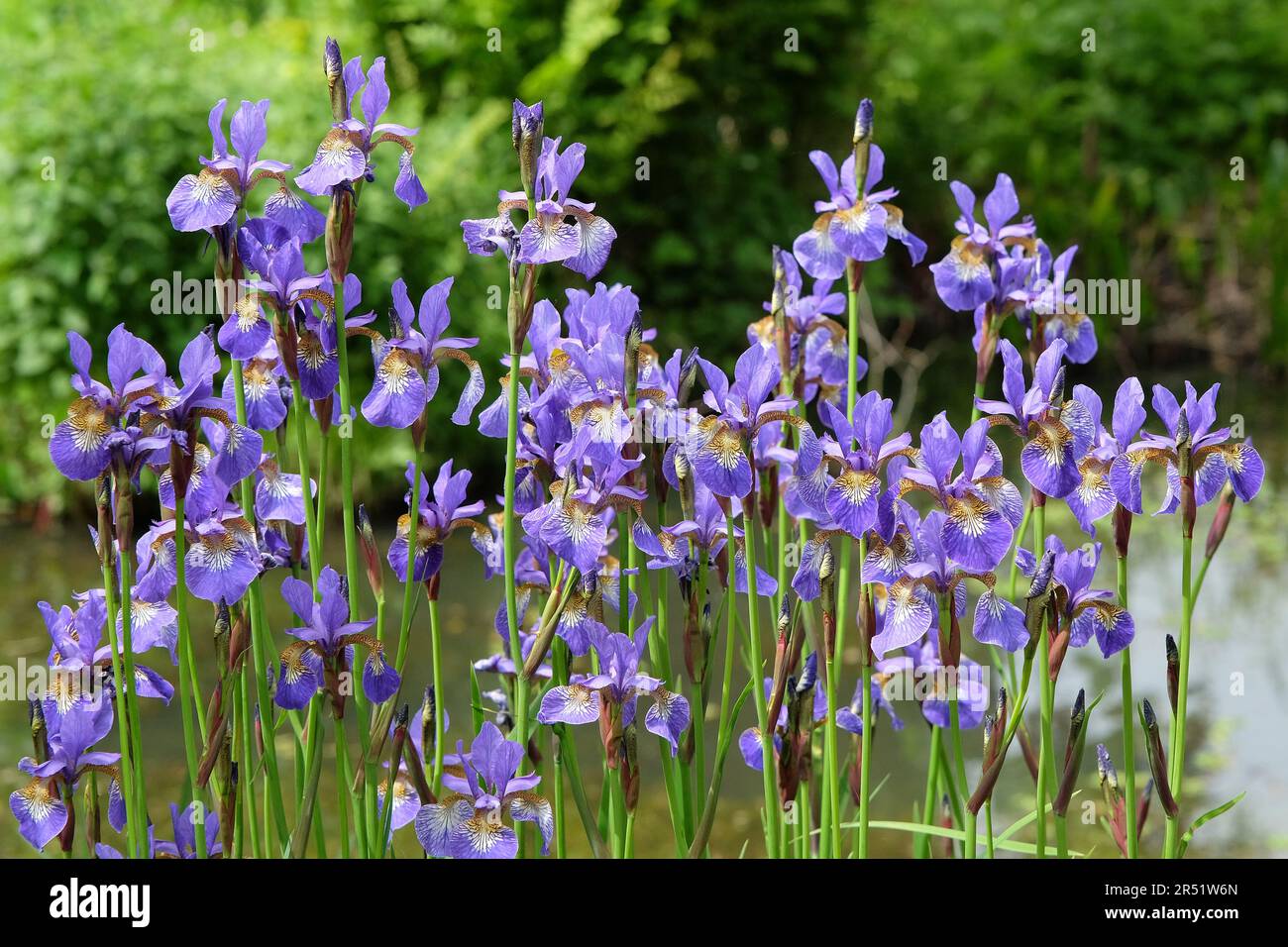 Iris "Tropische Nacht" in Blume Stockfoto