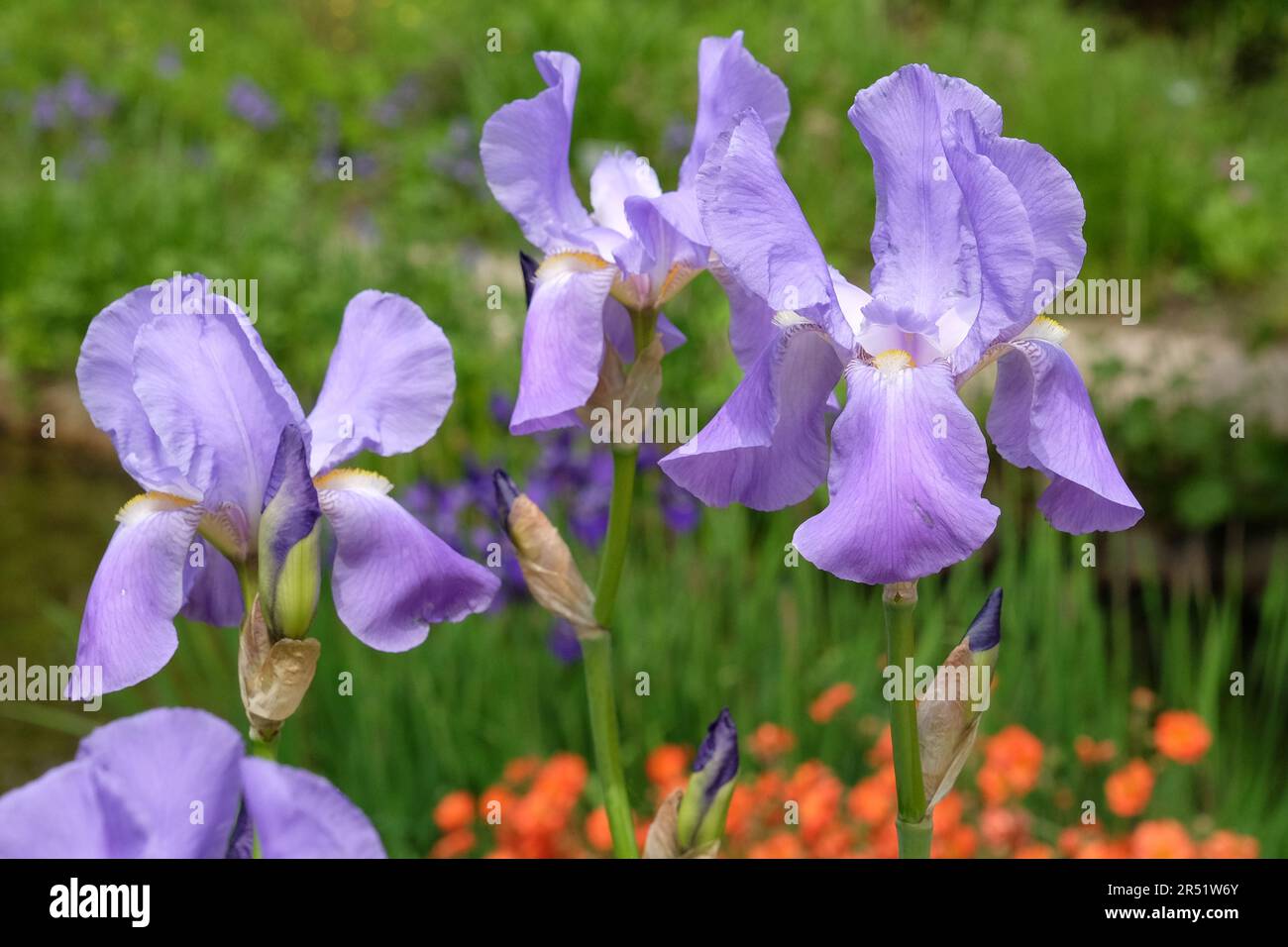Iris pallida, dalmatinische Iris oder süße Iris, in Blüte. Stockfoto