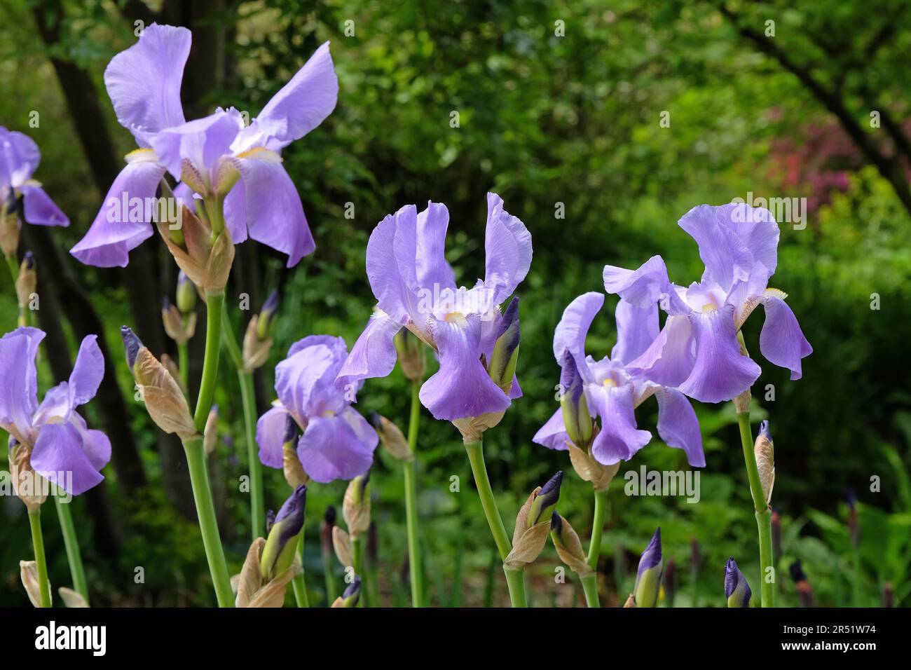 Iris pallida, dalmatinische Iris oder süße Iris, in Blüte. Stockfoto