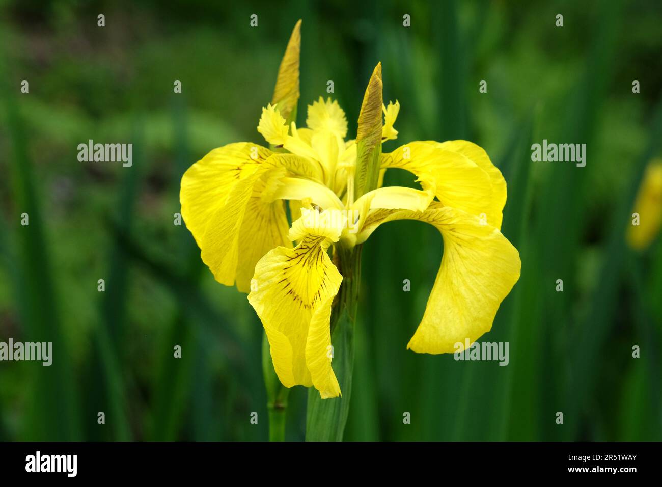 Die gelbe Flagge ist in Blüte. Stockfoto