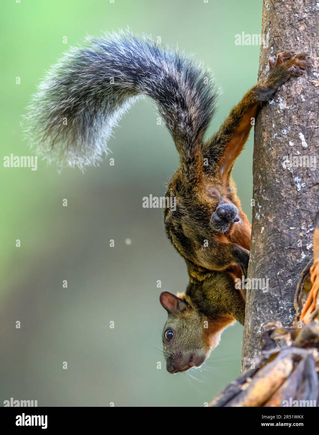 Eichhörnchenbüchse (Sciurus variegatoides) aus Boca Tapada, Costa Rica. Stockfoto
