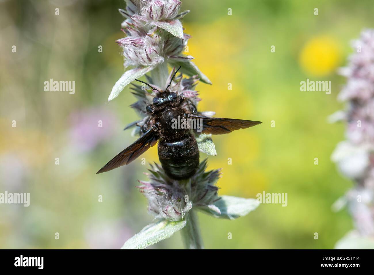 Eine große Zimmermannsbienenart, die auf einer Wildblume in Zentralitalien, Europa, nährt Stockfoto
