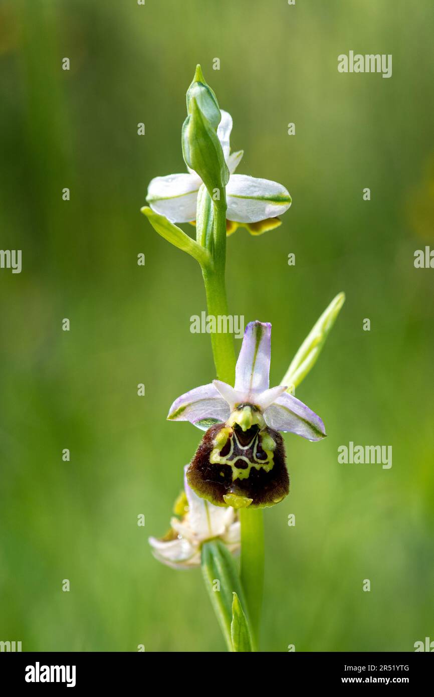 Spätspinnenorchidee (Ophrys fuciflora), die im Mai in Mitteleuropa blüht Stockfoto