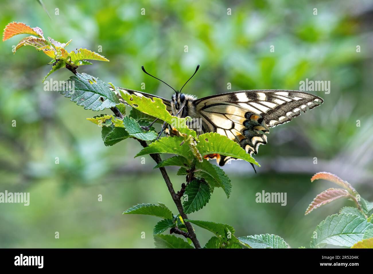 Schwalbenschwanz-Schmetterling (Papilio machaon) in Umbrien, Italien, Europa Stockfoto