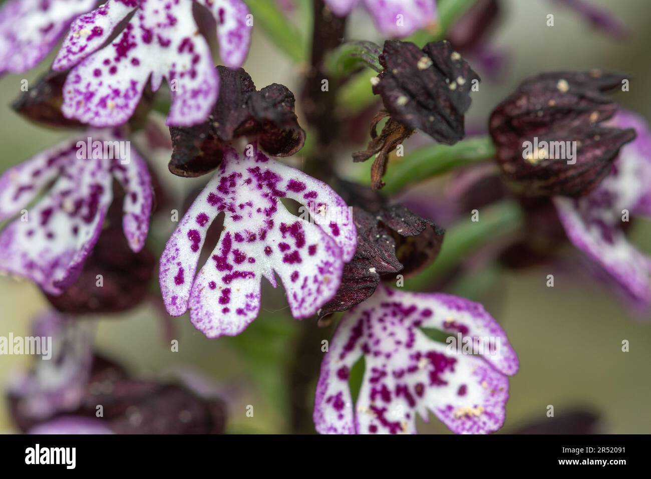 Nahaufnahme einer Orchidee (Orchis purpurea) Stockfoto