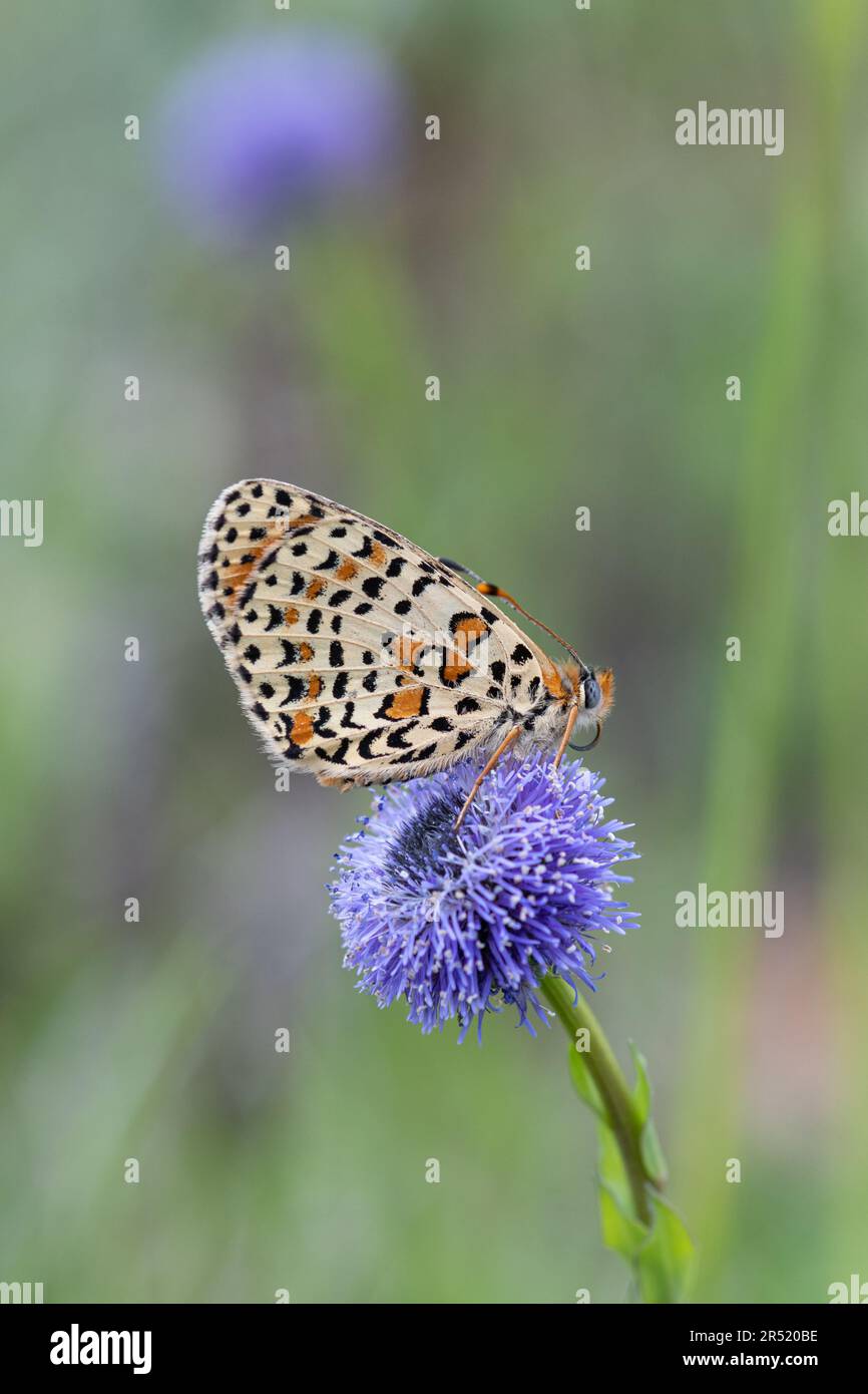 Gefleckter Schmetterling (Melitaea didyma), der sich im Mai in Umbrien, Italien, Europa, auf einer Wildblume der globularia (Globularia vulgaris) ruht Stockfoto