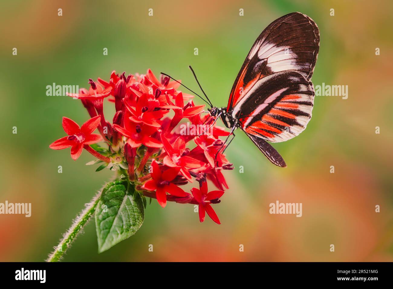 Tropischer Schmetterling und Blume - Postmannschmetterling (Heliconius Erato) im Sommer. Dieses Bild ist auch in Schwarzweiß verfügbar. Um Add anzuzeigen Stockfoto