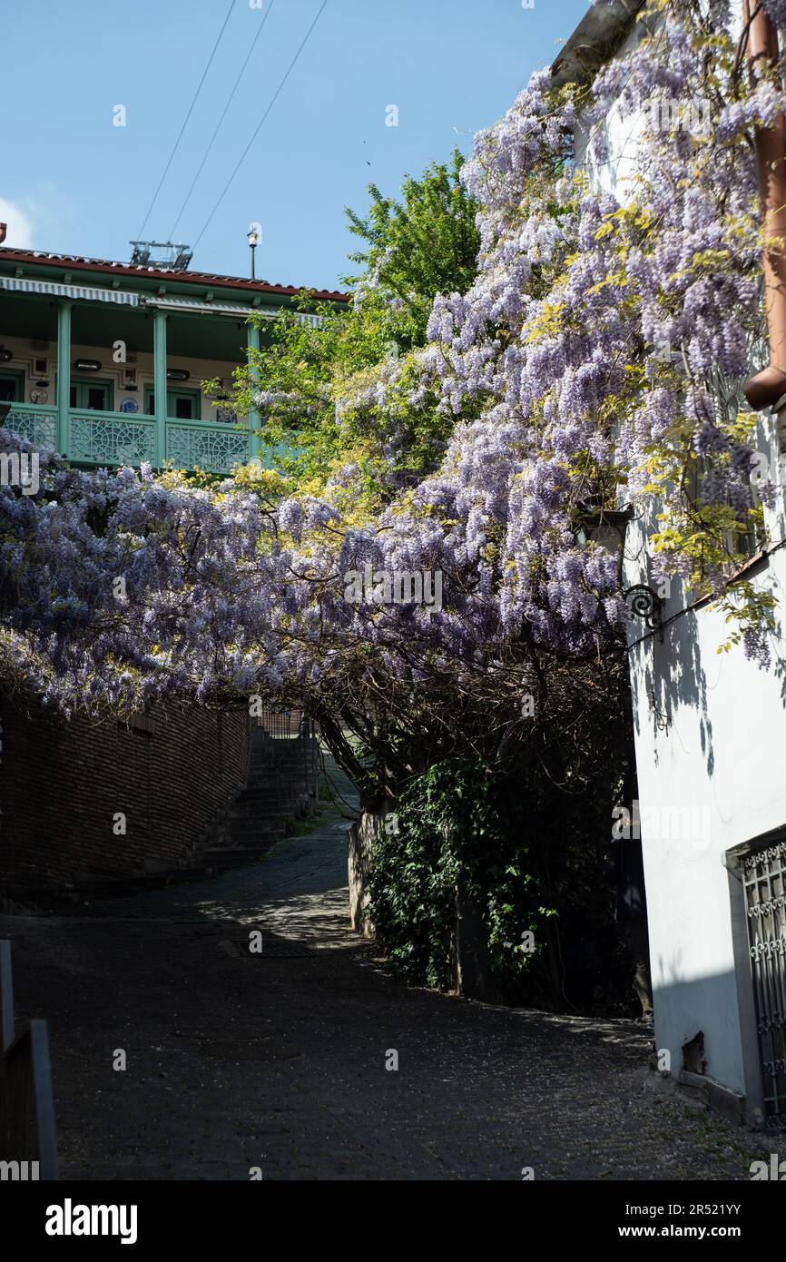 traditioneller georgianischer Holzbalkon und Fassade mit blühenden lilafarbenen Blumen der Wisteria-Pflanze Stockfoto