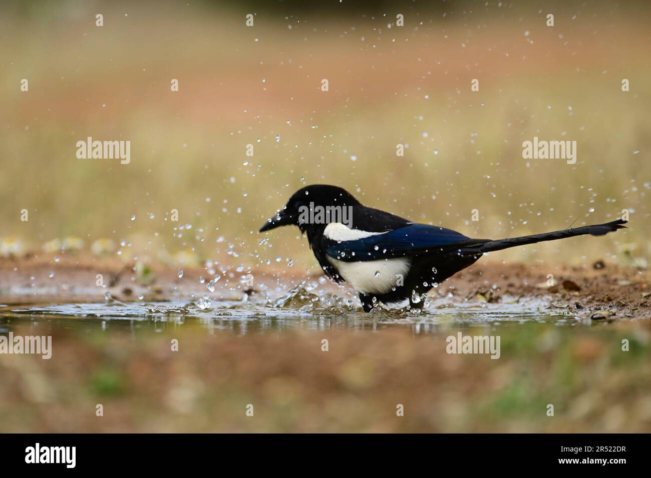 Seitenansicht des wilden Pica-Pica-Vogels mit schwarz-weißem Körper mit blauem Gefieder auf Flügeln, der im Teich badet Stockfoto
