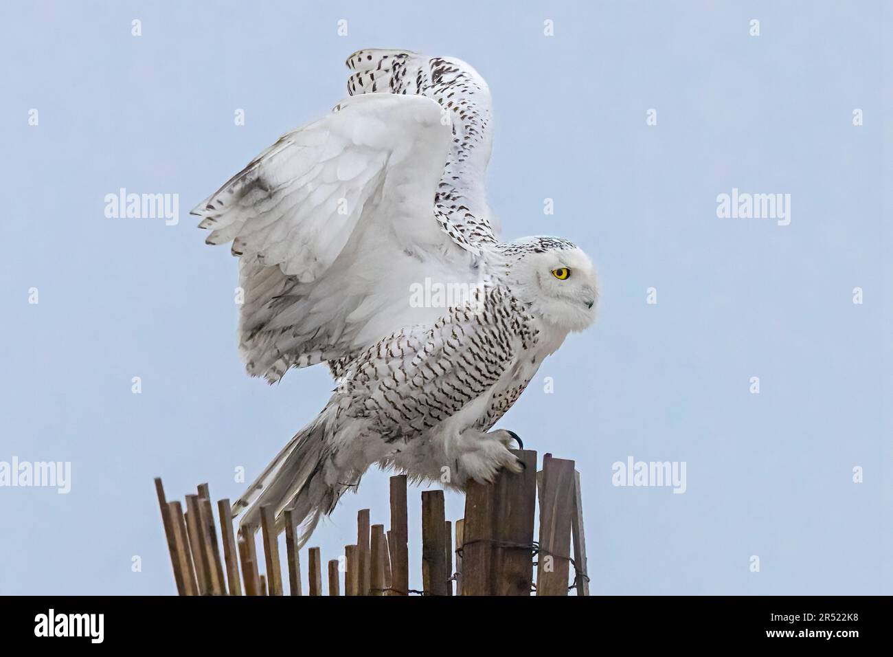 Snowy Owl Landing - Bubo scandiacus, der im Winter an der Küste auf einem Schneezaun landet. Dieses Bild ist auch in Farbe und in Schwarz an verfügbar Stockfoto