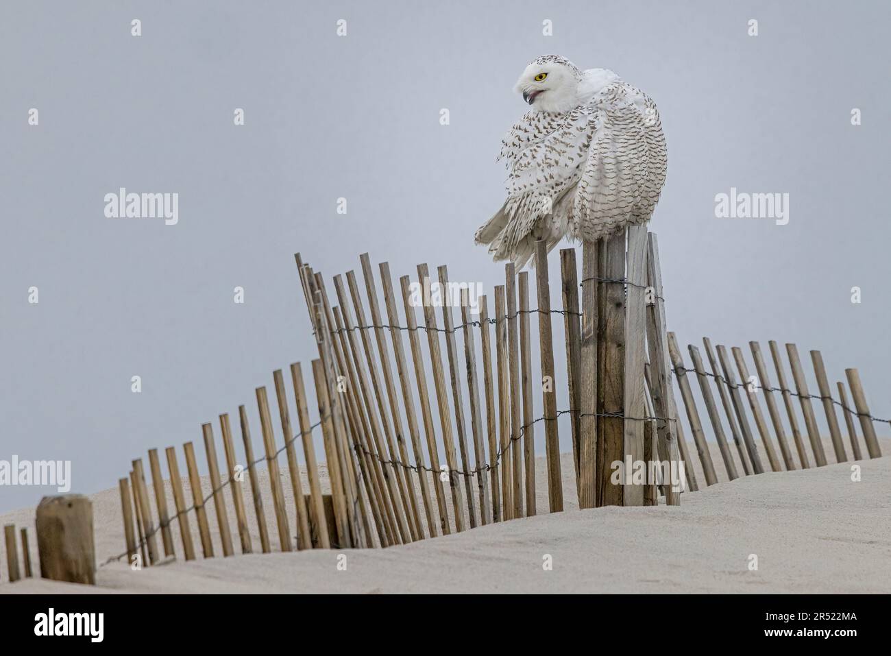 Snowy Owl Preening - Bubo Scandiacus steht hoch oben auf einem Schneezaun, während er im Winter am Ufer püriert. Dieses Bild ist auch in Farbe verfügbar Stockfoto