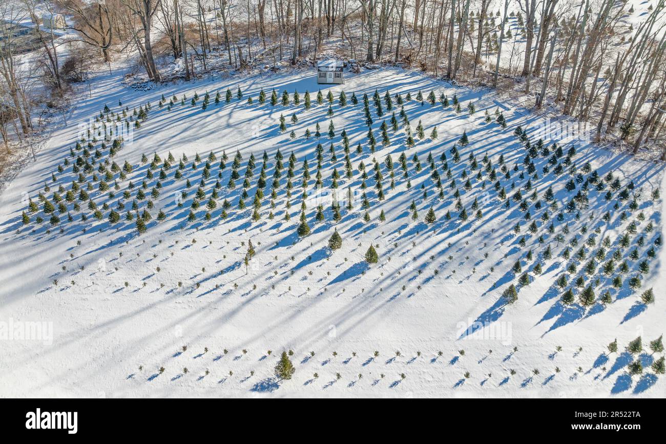 Christmas Tree Farm - eine Weihnachtsbaumfarm in New Jersey aus der Vogelperspektive nach einem Schneefall im Winter. Stockfoto