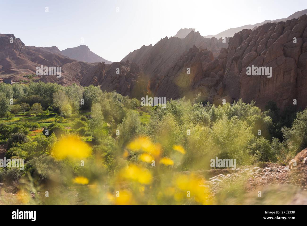 Malerischer Blick auf grüne Bäume, die an einem sonnigen Sommertag am Berghang wachsen, mit hellblauem Himmel und gelben, verschwommenen Blumen Stockfoto