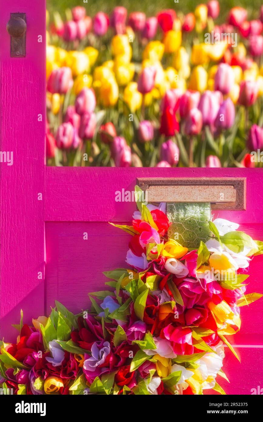 Tulpenpaketzustellung – einige Millionen Tulpen sind durch eine farbenfrohe Tür zu sehen. Dieses Bild ist sowohl in Farbe als auch in Schwarzweiß verfügbar. Stockfoto