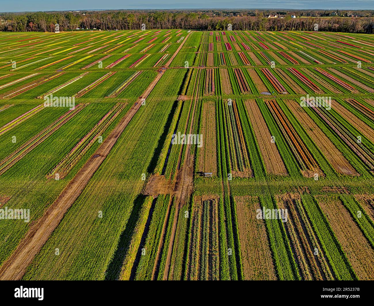 Aerial Tulip Farm - Luftaufnahme von Reihen bunter Tulpen. Dieses Bild ist sowohl in Farbe als auch in Schwarzweiß verfügbar. Zum Anzeigen weiterer Bilder Stockfoto