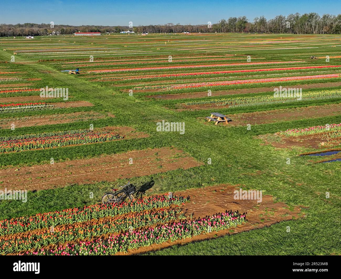 Aerial Tulip Farm - Luftaufnahme von Reihen bunter Tulpen. Dieses Bild ist sowohl in Farbe als auch in Schwarzweiß verfügbar. Zum Anzeigen weiterer Bilder Stockfoto