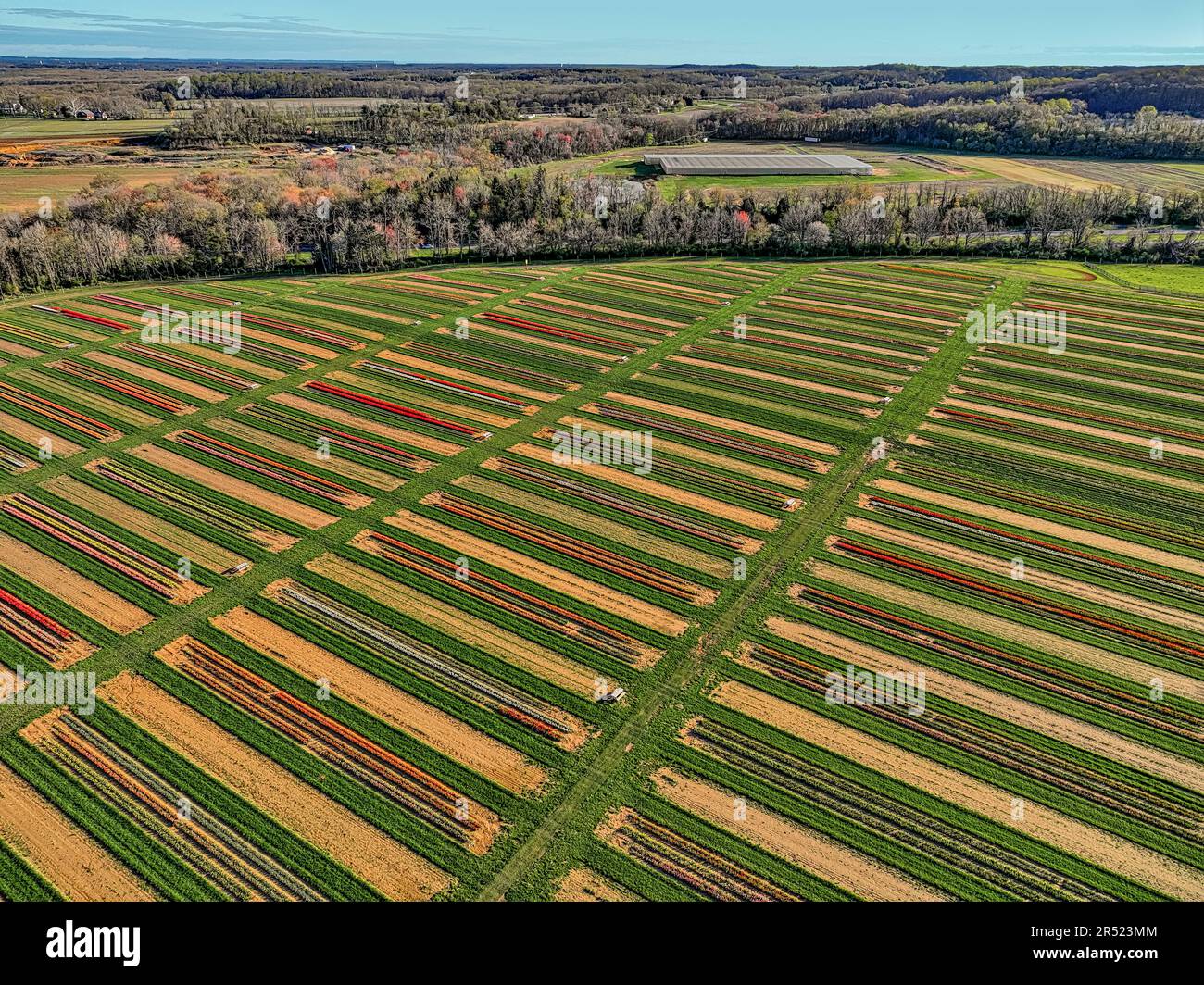 Aerial Tulip Farm - Luftaufnahme von Reihen bunter Tulpen. Standard Dieses Bild ist sowohl in Farbe als auch in Schwarzweiß verfügbar. Um die Hinzufügung anzuzeigen Stockfoto