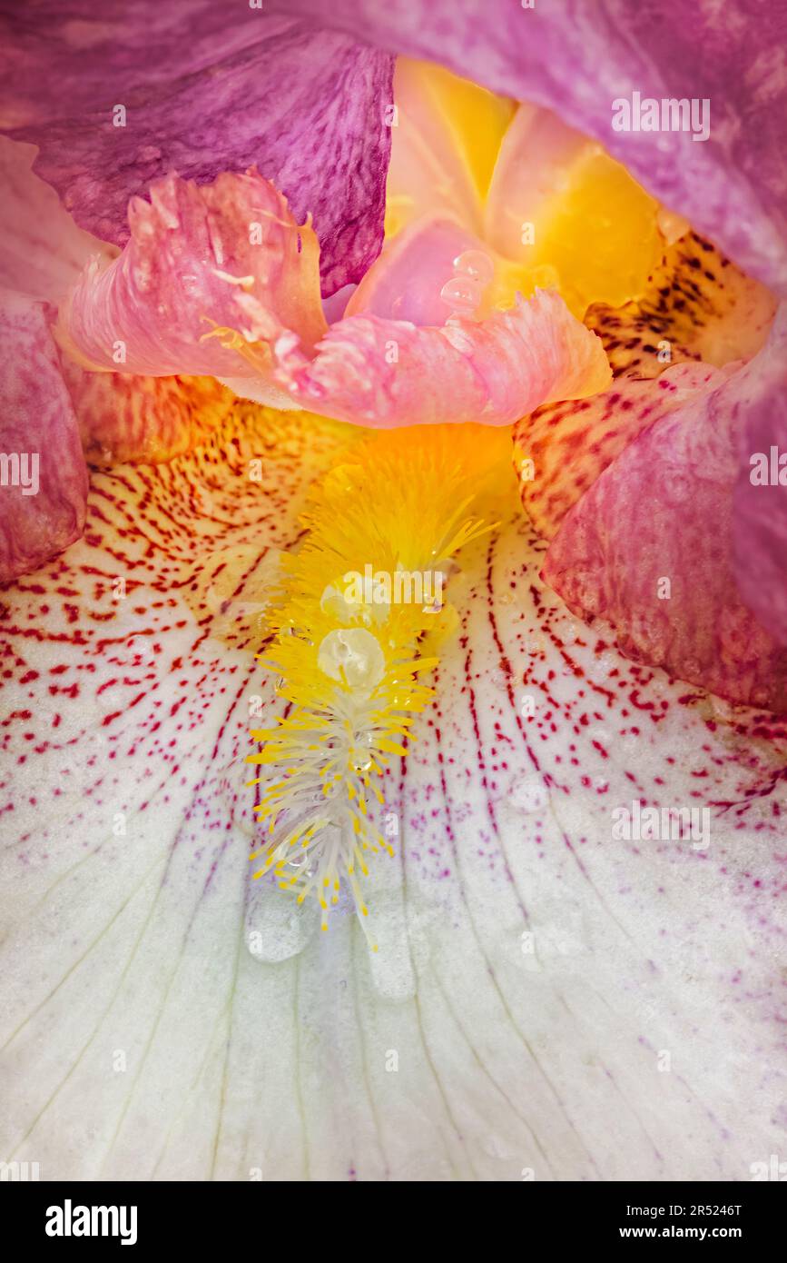 Nassbärtige Iris aus nächster Nähe - Eine Nahaufnahme der Wassertropfen auf einer rosa und gelben bärtigen Iris-Blume während einer Frühlingsdusche. Dieses Bild ist ebenfalls verfügbar Stockfoto