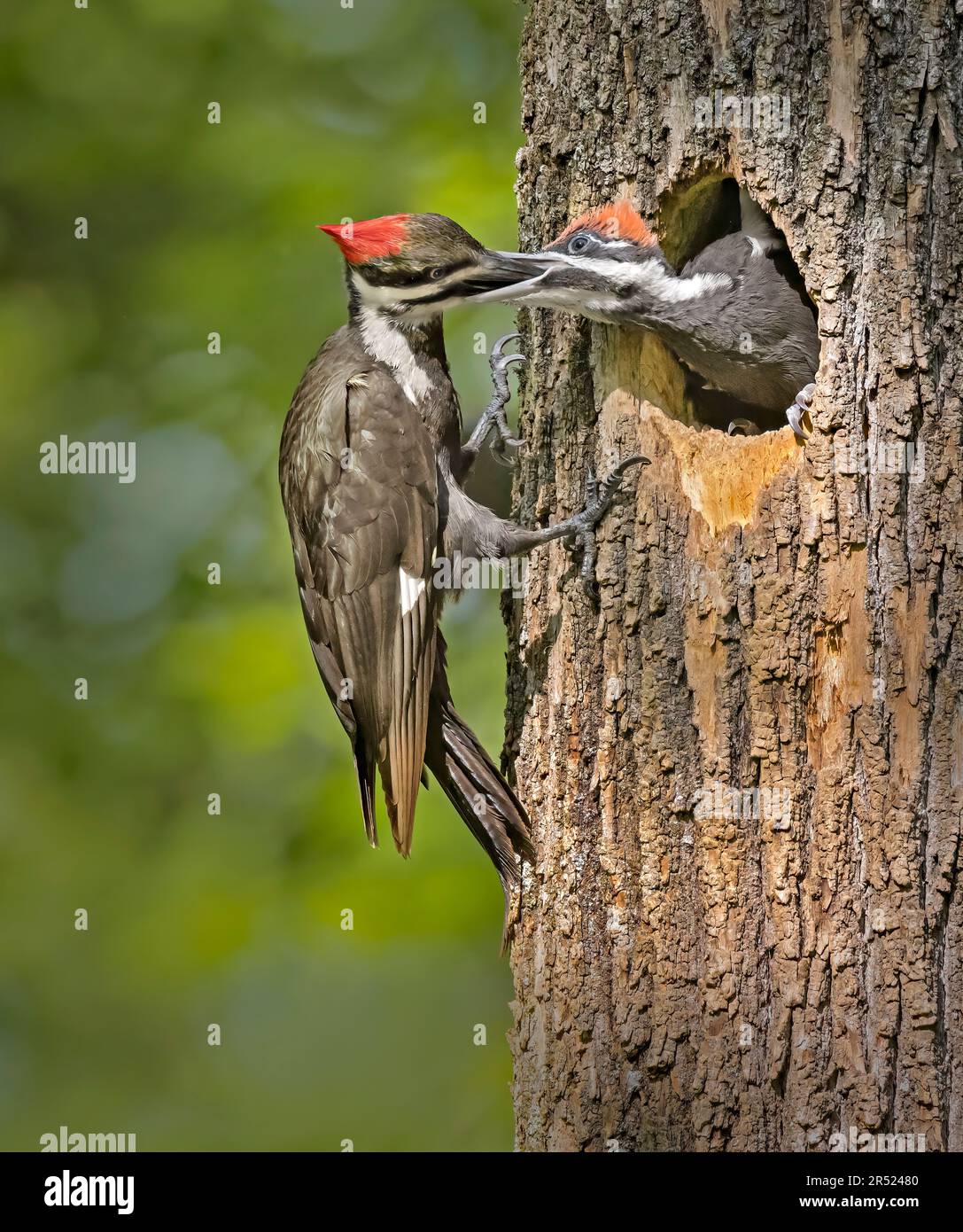 Pileated Woodpecker füttert - Female Pileated Woodpecker kommt am Nest an, um ihr bettelndes Mädchen zu füttern. Dieses Bild ist auch als schwarzes und verfügbar Stockfoto