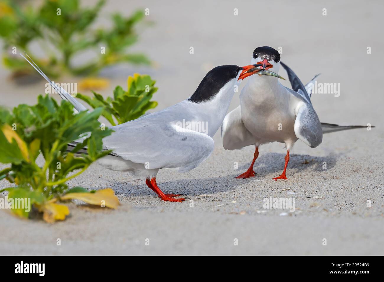 Common Terns Courting - Ein Fischangebot während eines Courting-Rituals in der Nistkolonie am Ufer. Stockfoto