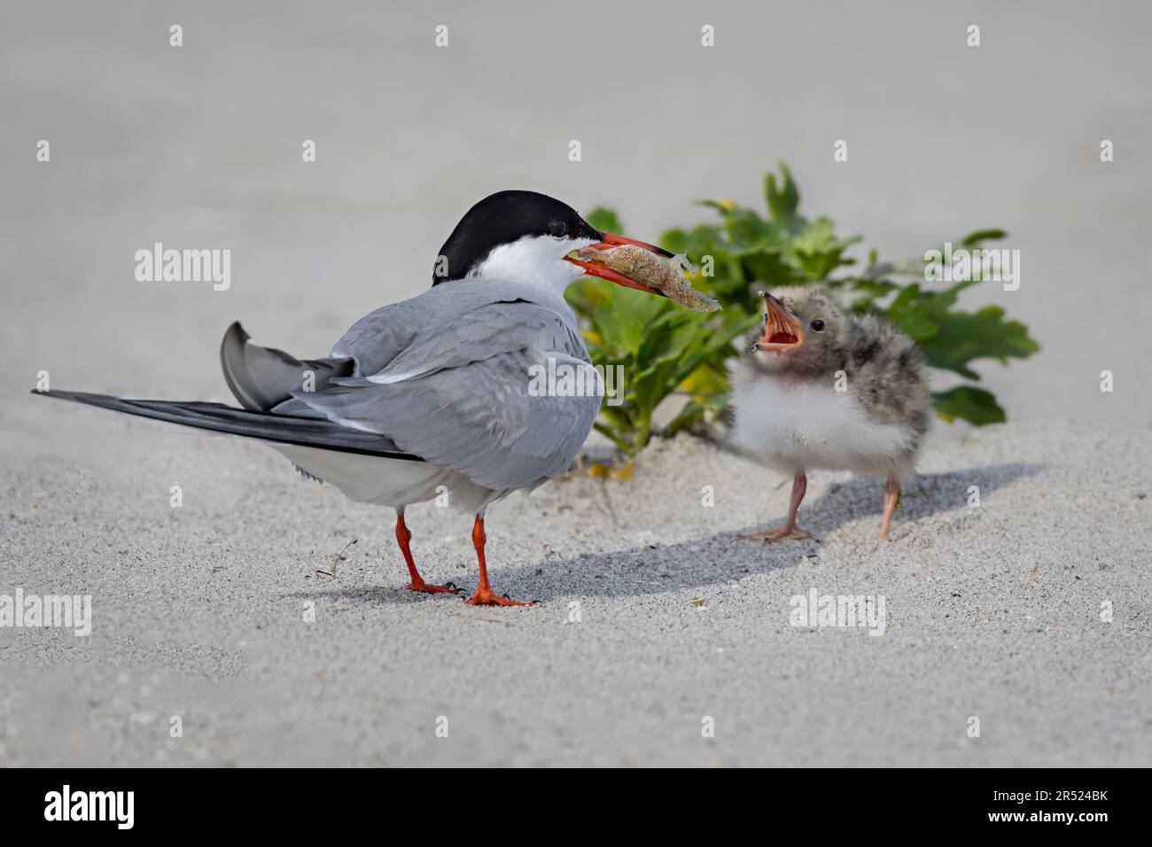 Common Tern & Chick füttert Chich in der Nistkolonie am Ufer. Stockfoto