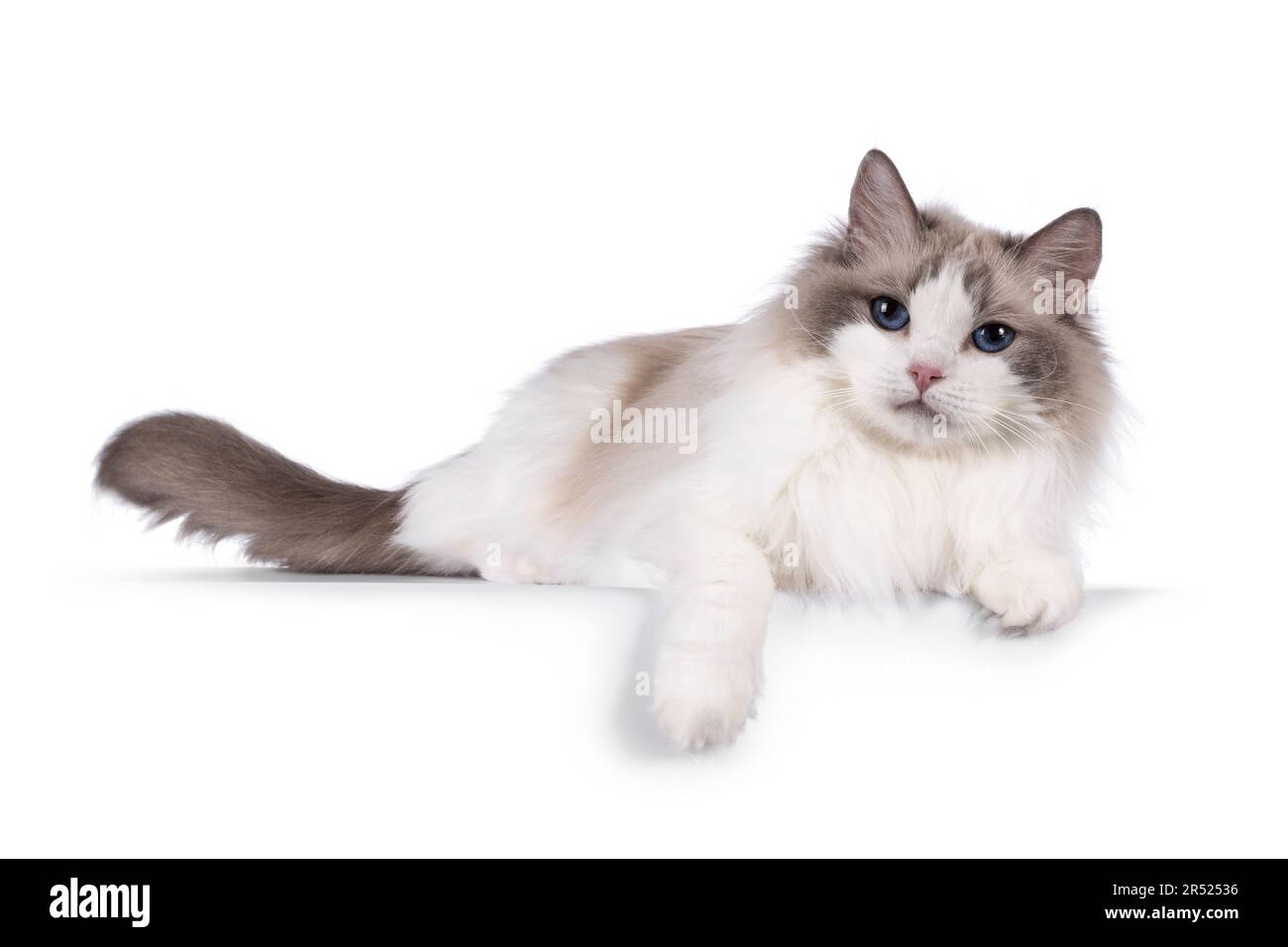 Hübsche zweifarbige Ragdoll-Katze, die sich seitlich auf einer Kante niederlegt. Mit dunkelblauen Augen in die Kamera schauen. Isoliert auf weißem Hintergrund. Stockfoto
