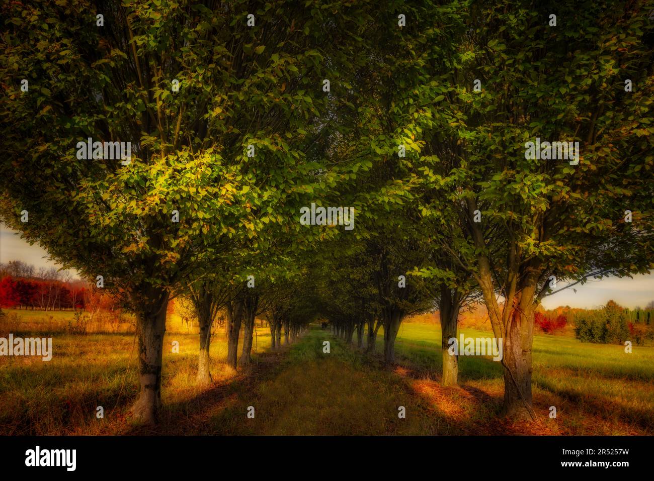 Row of Trees PA - Beobachten Sie das goldene Licht einer Reihe von Bäumen auf einer Farm in Pennsylvania. Dieses Bild ist auch in Schwarzweiß verfügbar. Zu wetteifern Stockfoto