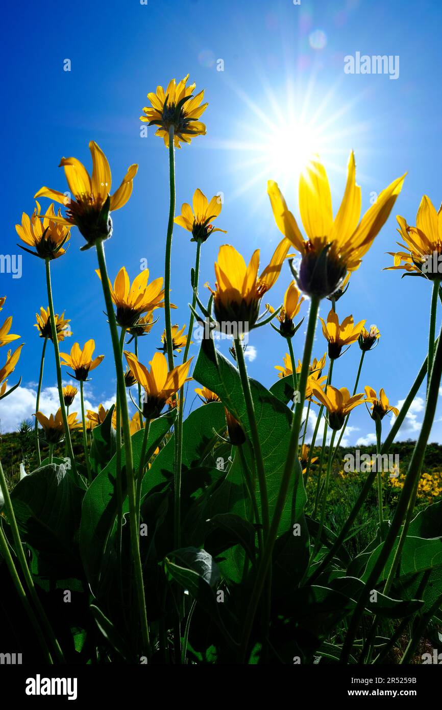 Gelbe Wildblumen in der Wildnis mit Himmel und Wolken Stockfoto