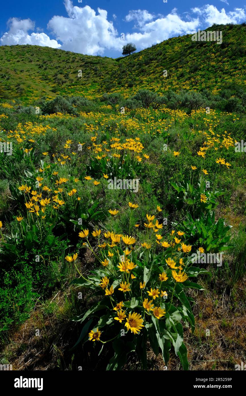Gelbe Wildblumen in der Wildnis mit Himmel und Wolken Stockfoto