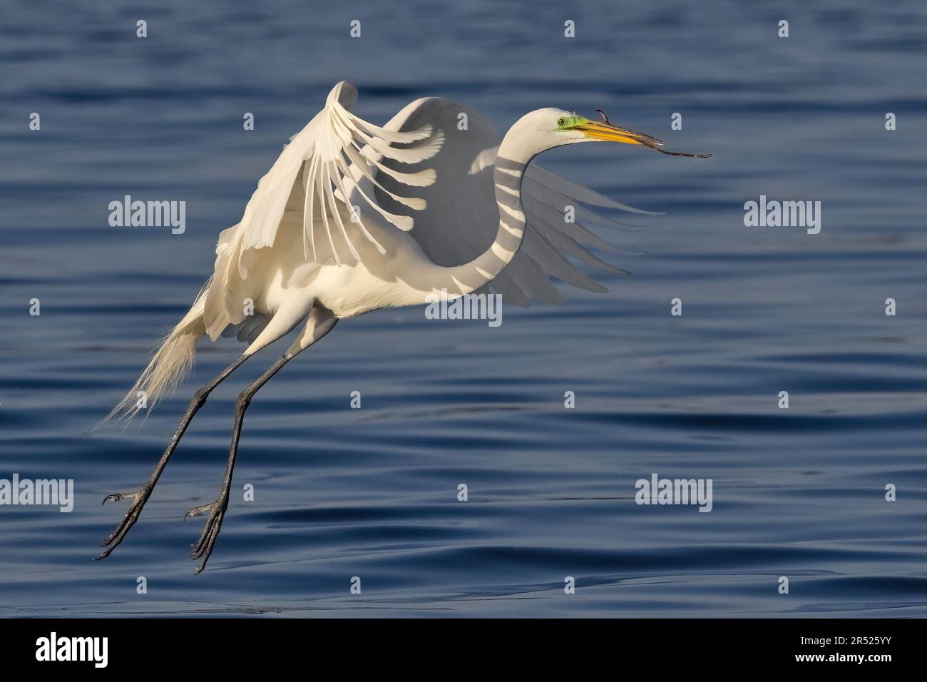 Anmutiger großer Egret - großer Egret im Flug mit Nestmaterial für sein Nest im Frühling. Dieses Bild ist auch in Schwarzweiß verfügbar Stockfoto