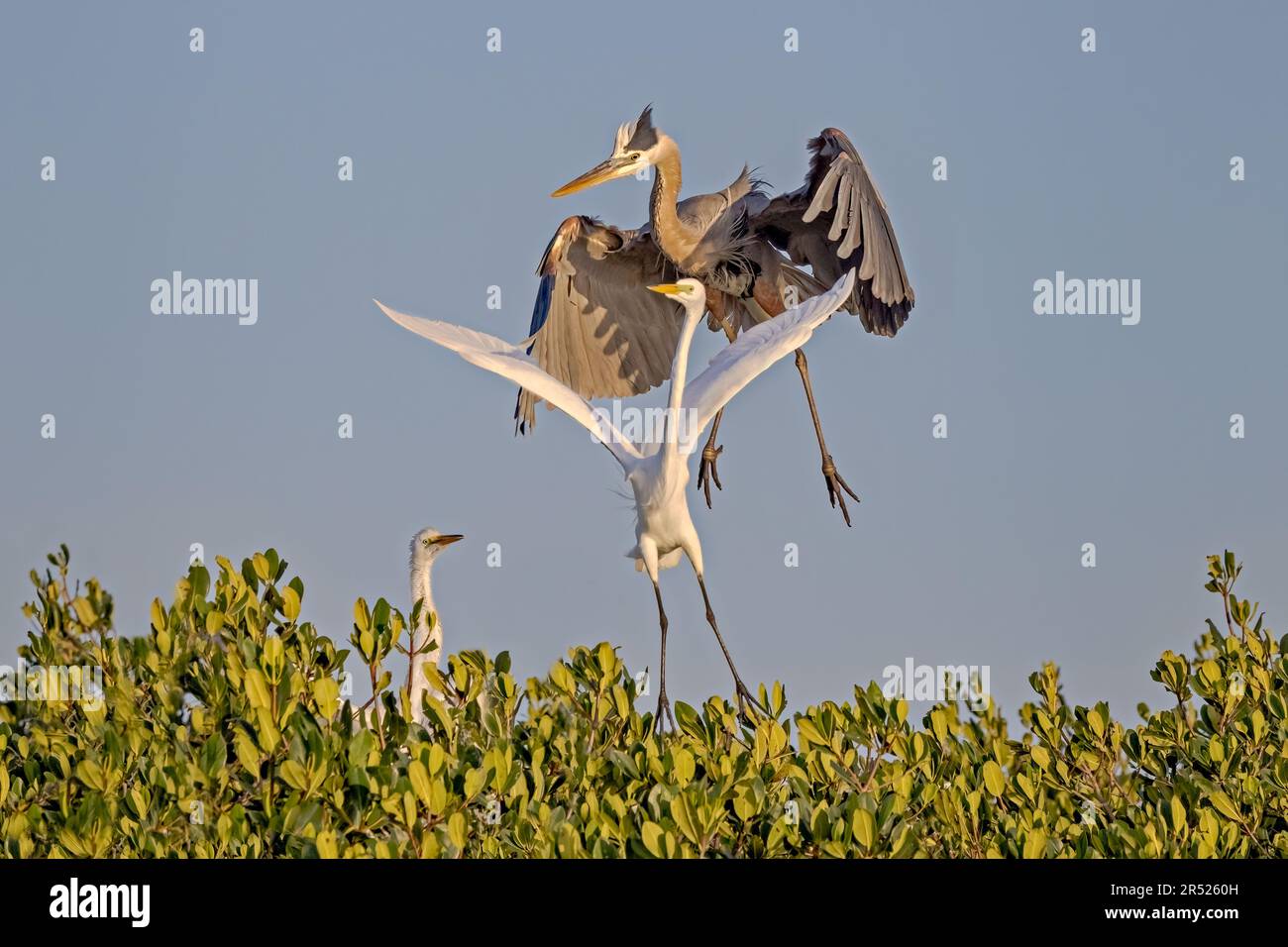 Egret-und-Reiher-Streit - großer Egret und großer Blaureiher-Luftwaffe um Nest-Territorialstreit. Dieses Bild ist auch in Schwarz und Weiß verfügbar Stockfoto