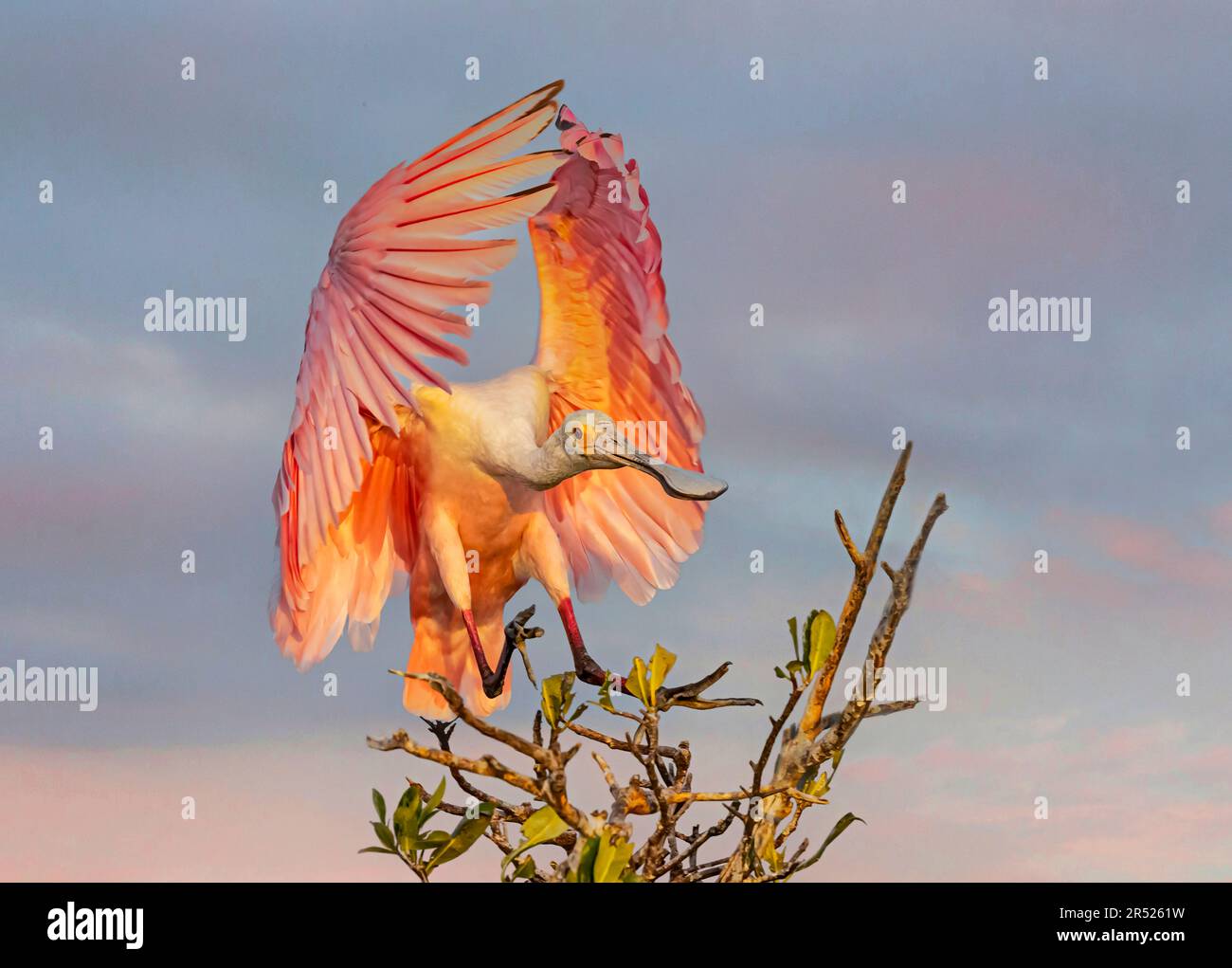 Roseate Spoonbill mit wunderschöner Engelsflügelposition, wenn er zur Landung kommt. Dieses Bild ist auch in Schwarzweiß verfügbar. Um Added anzuzeigen Stockfoto