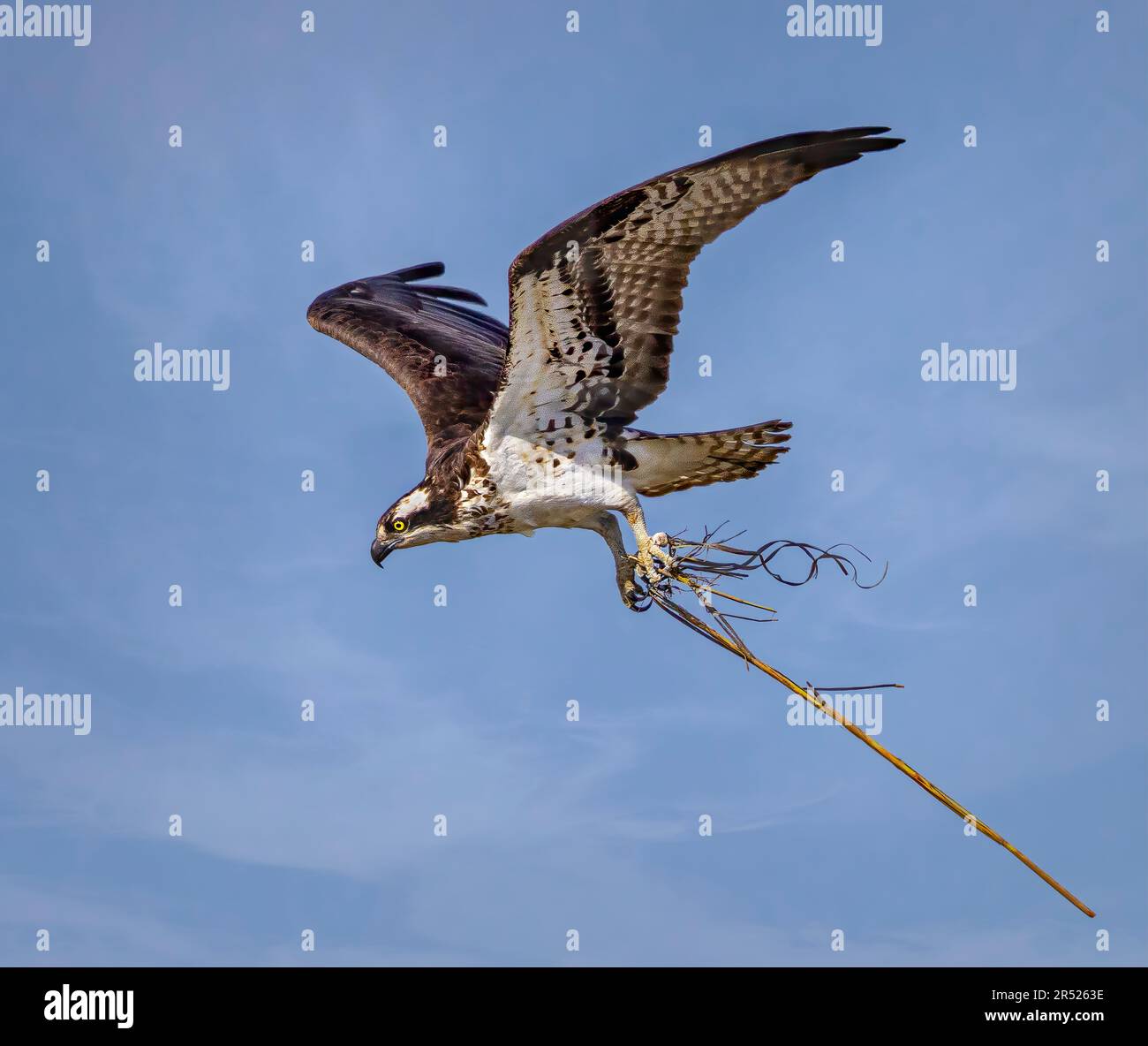 Osprey mit Nestmaterial - Osprey im Flug mit Nestmaterial für ihr Nest während des Frühlings. Dieses Bild ist auch in Schwarz und Weiß verfügbar Stockfoto