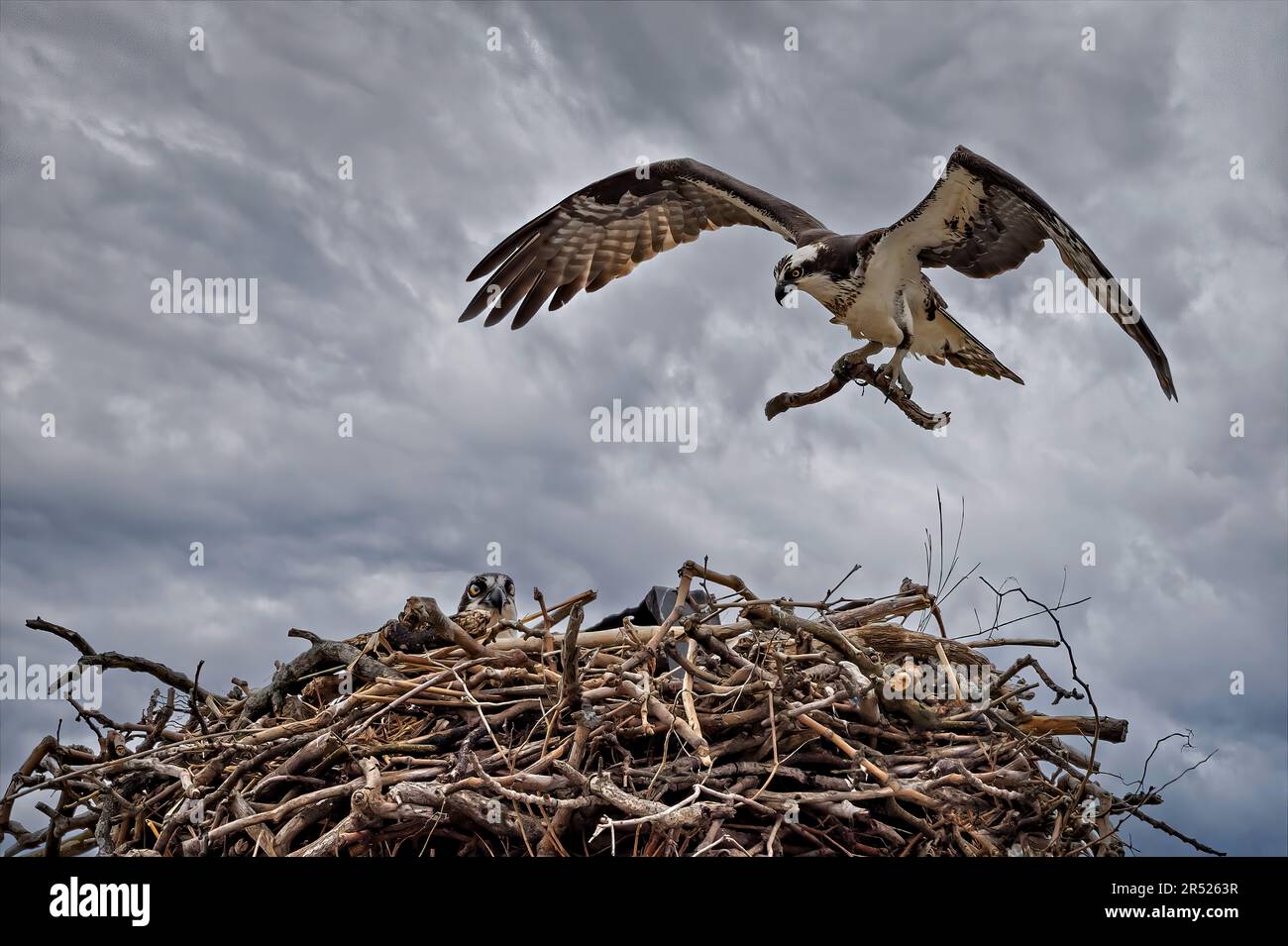 Osprey Nesting - weiblicher Fischadler im Flug sammelt zusätzliches Nestmaterial für das bereits beeindruckende Nest, das das Paar während der Spri gebaut hat Stockfoto