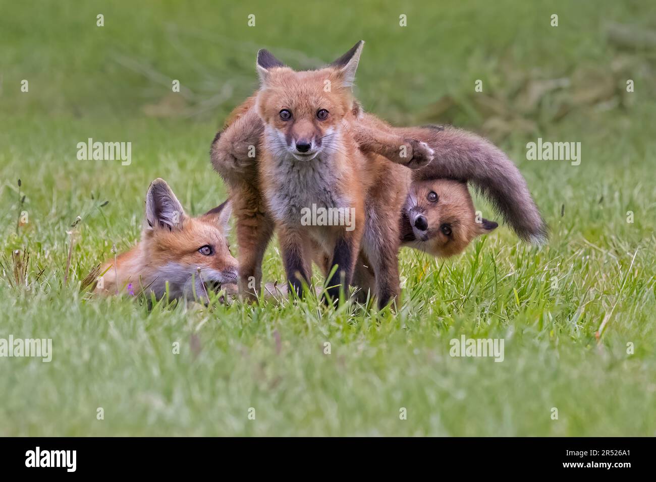 Fox Kits Playtime - Trio of Red Fox Trikots genießt die Spielzeit, wenn du für eine Weile außerhalb des Arbeitsbereichs bist. Dieses Bild ist auch in Schwarzweiß verfügbar. Stockfoto