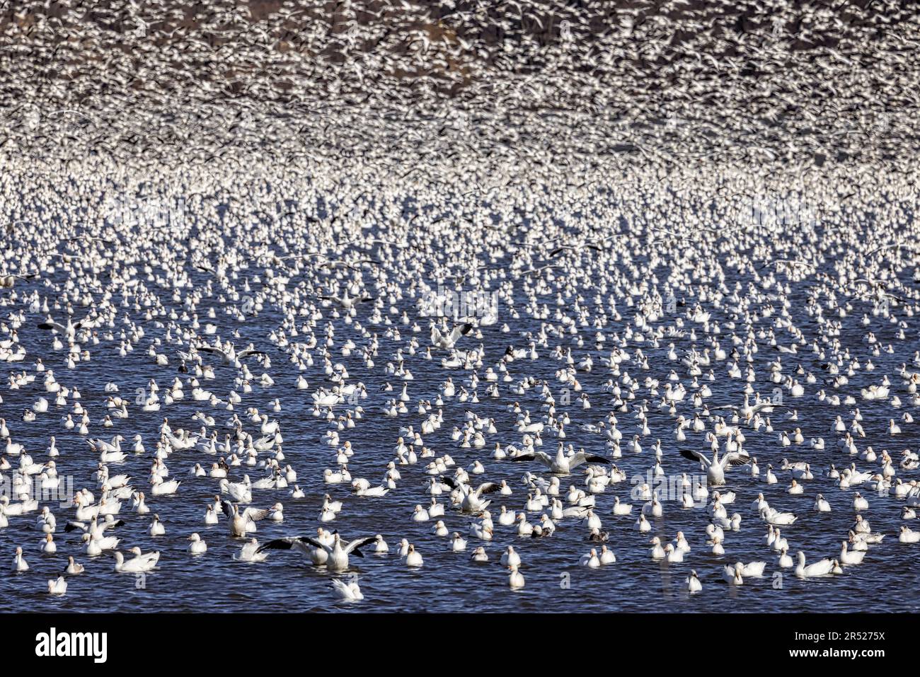 Middle Creek Schneegänse Stockfoto