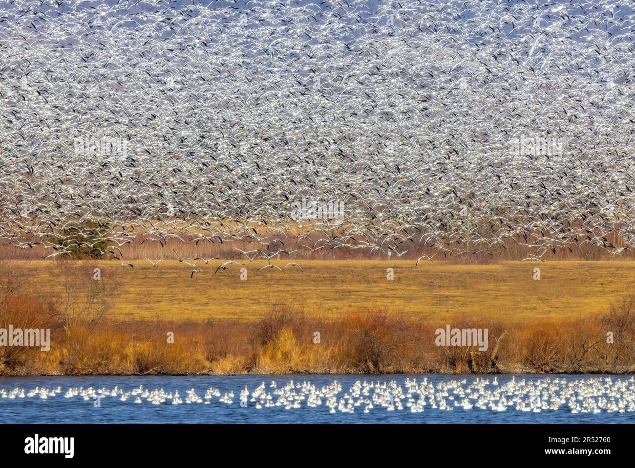 Middle Creek Schneegänse Stockfoto