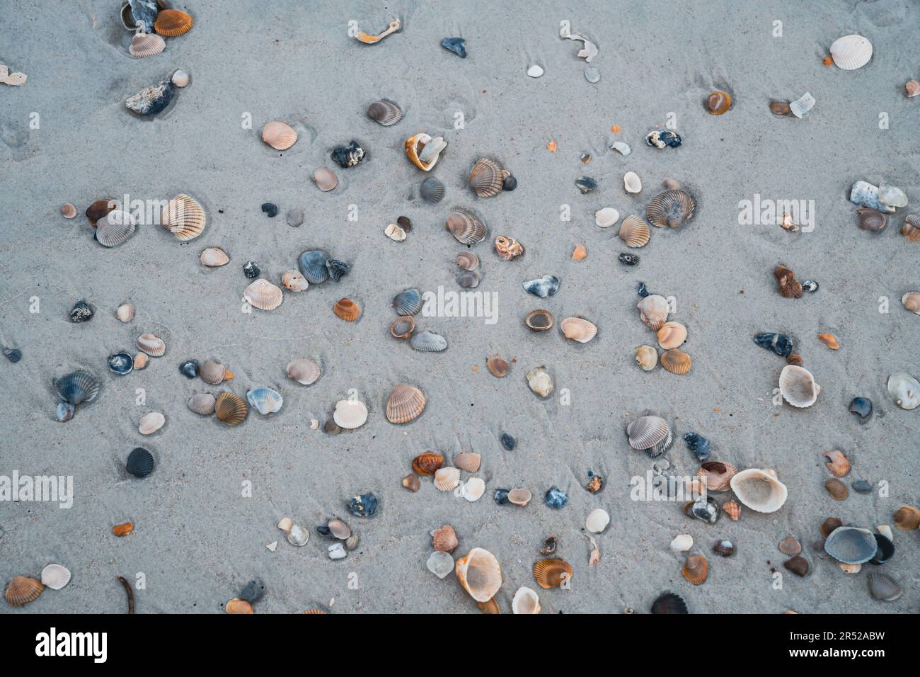 Eine beliebige Auswahl an Muscheln im Sand, am Vilano Beach Florida Stockfoto
