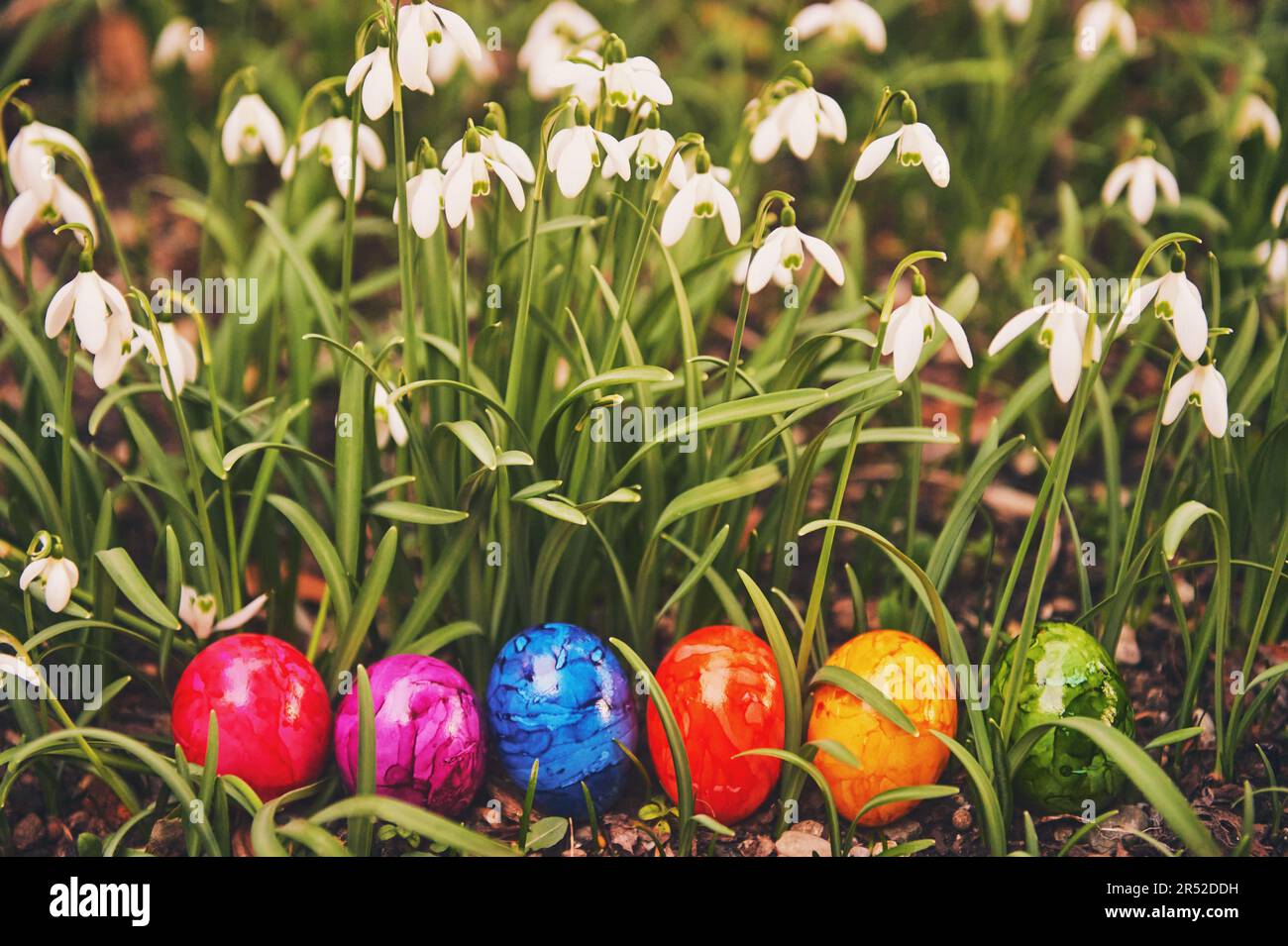 Bunte Eier liegen zwischen Schneeglöckchen, osterhintergrund Stockfoto